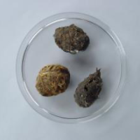 Identificación de micromamíferos en egagrópilas de rapaz. 